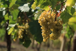 Crisp White Wine