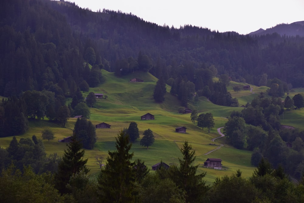 veduta aerea di colline e boschi