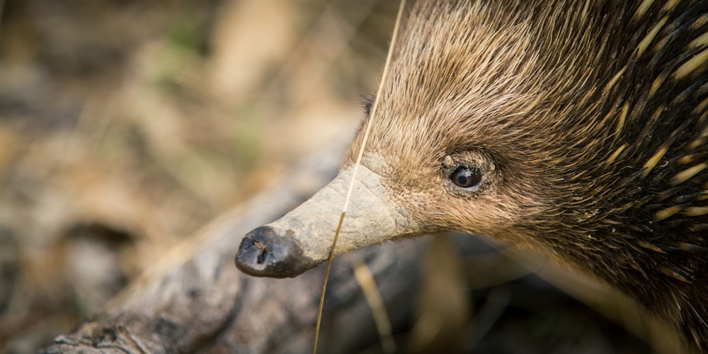 close up photo of brown rodent