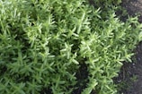 A close-up view of a dense patch of green herbs growing in a garden setting. The slender leaves are vibrant and lush, covering a portion of the soil.