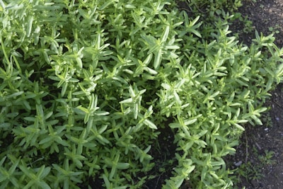 A close-up view of a dense patch of green herbs growing in a garden setting. The slender leaves are vibrant and lush, covering a portion of the soil.