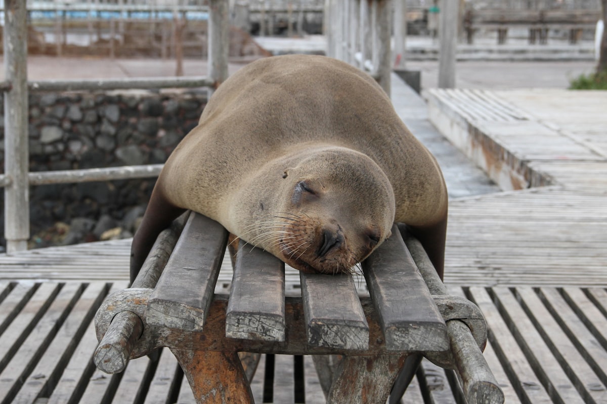 a seal napping on a slatted platform next to a boardwalk