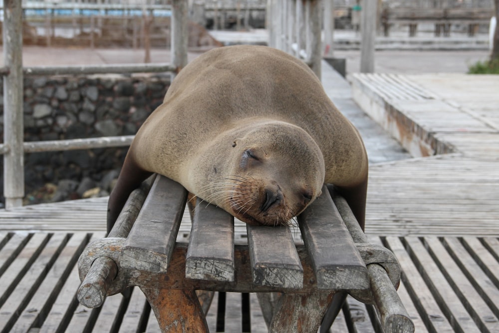 seal laying on bench