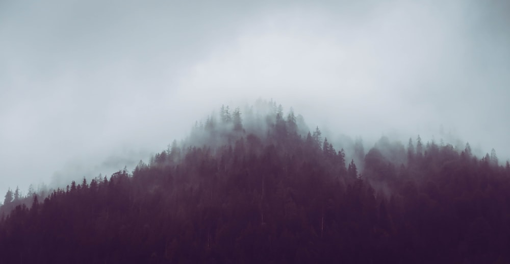 silhouette of trees while fogging