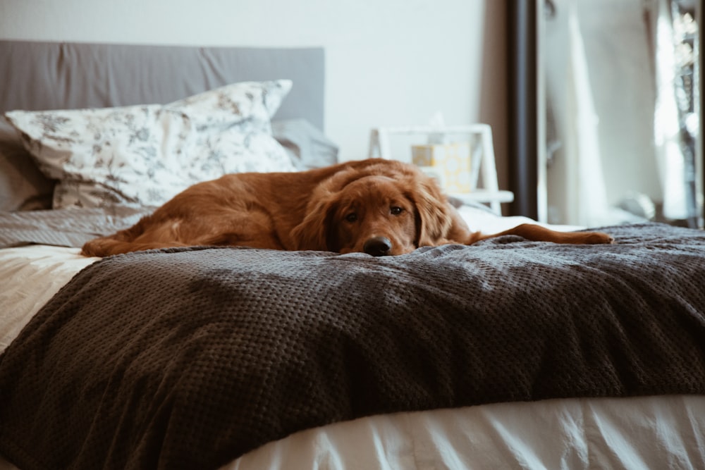 short-coated brown dog