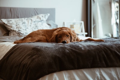 A short-coated brown dog resting calmly on a cozy bed