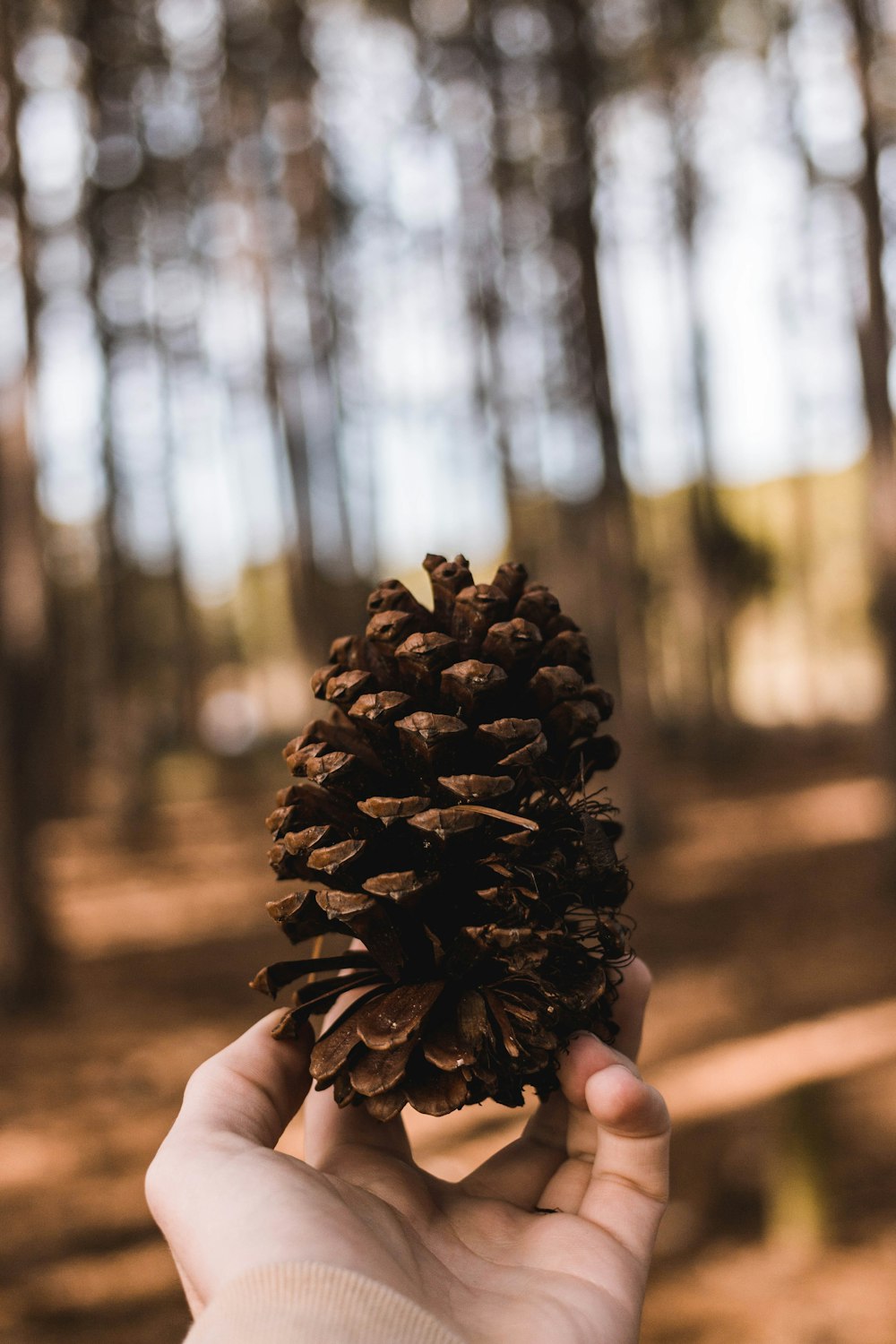 person holding pine cone