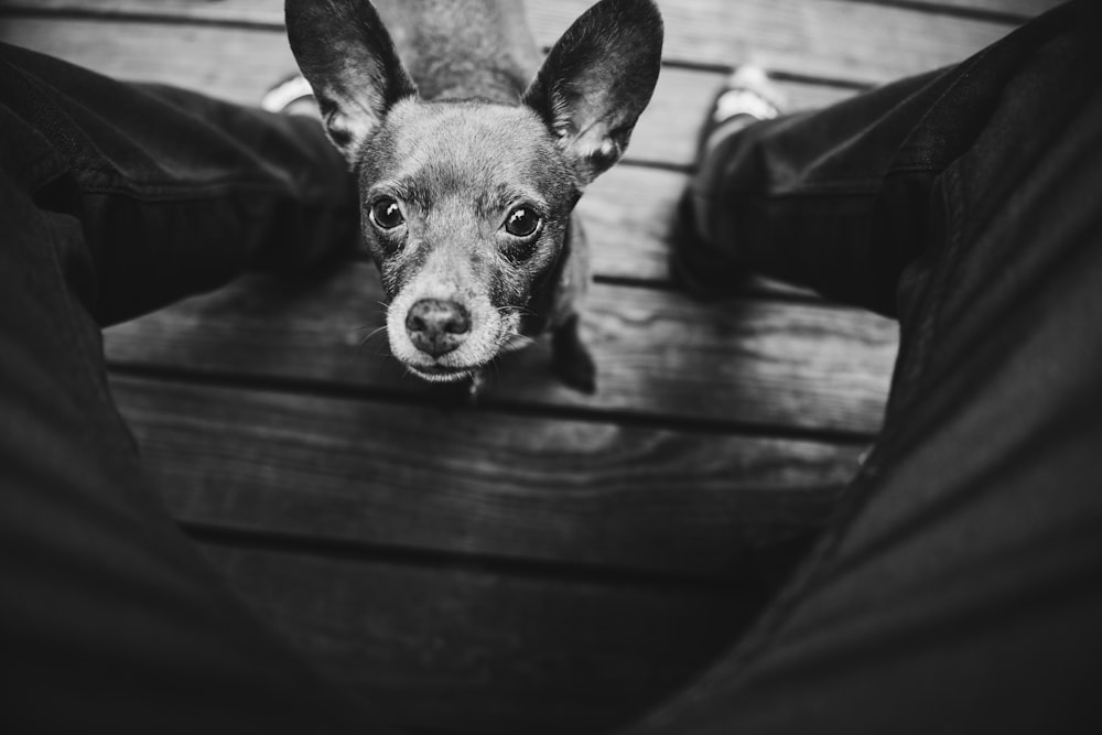 grayscale photo of short-coated dog on brown surface