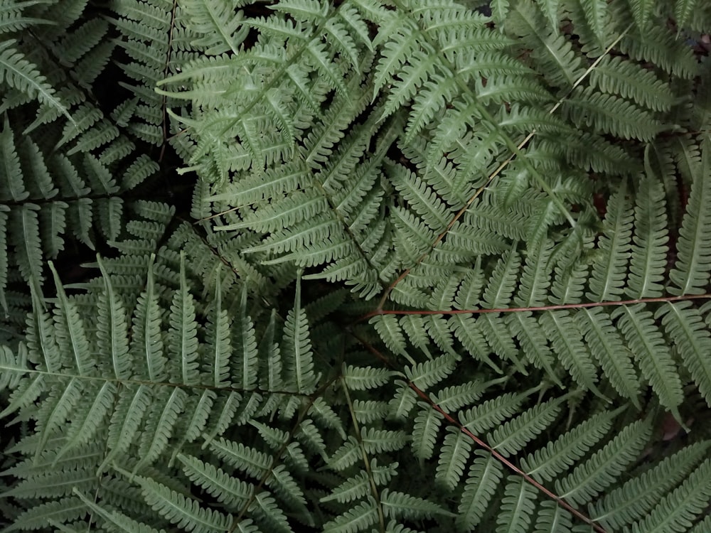 green fern plant on focus photo
