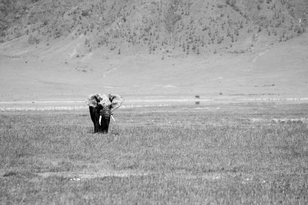 grayscale photography of elephant on grass during daytime