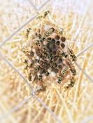 swarm of yellowjacket wasp on hive