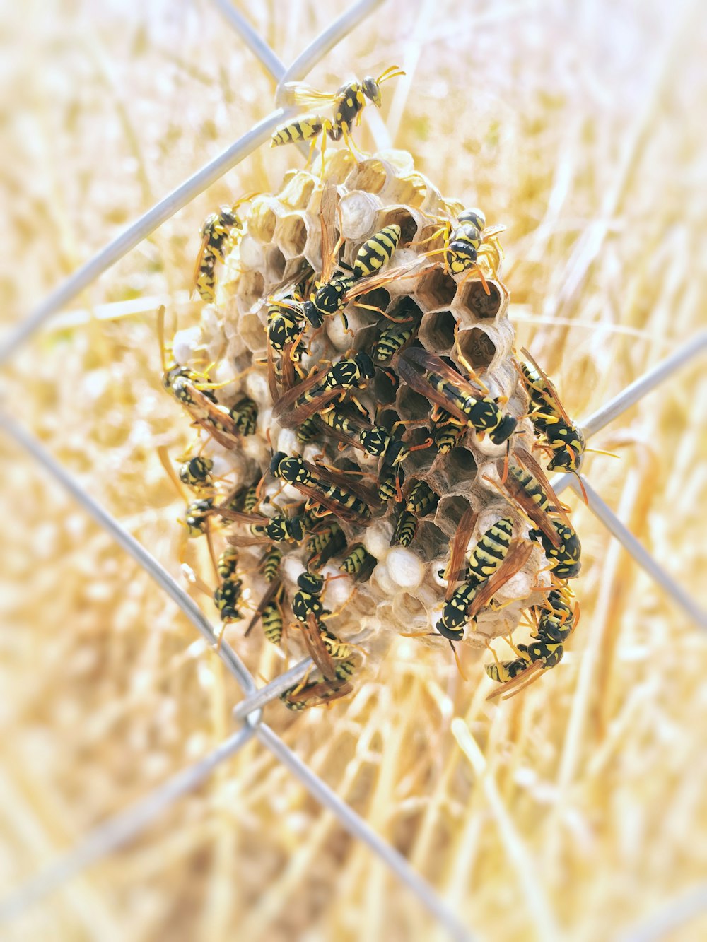 巣の上のキイロスズメバチの群れ