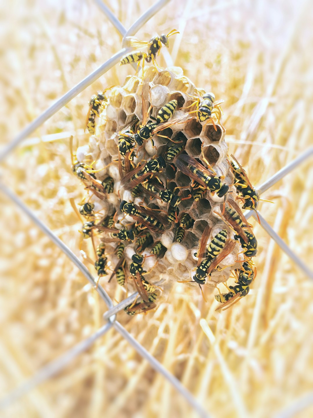 swarm of yellowjacket wasp on hive