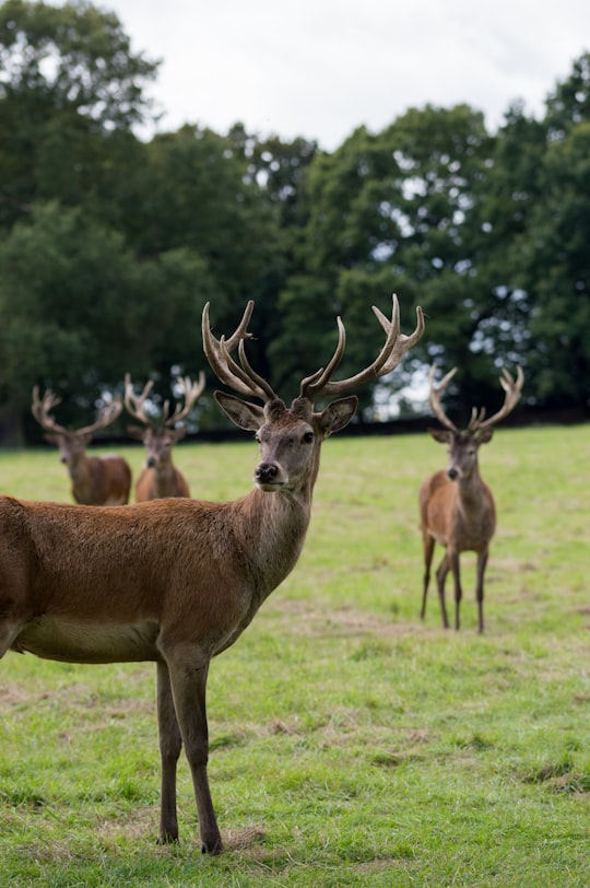 four brown deers standing on grass near trees in Wollaton Hall United Kingdom