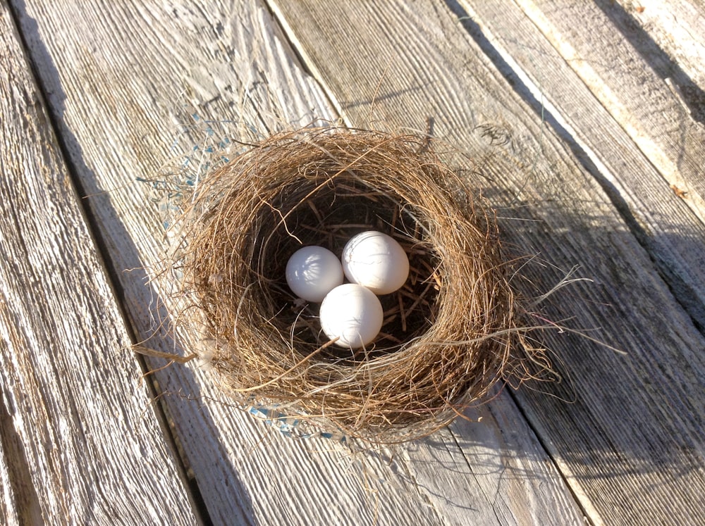 three white bird eggs in brown bird nest