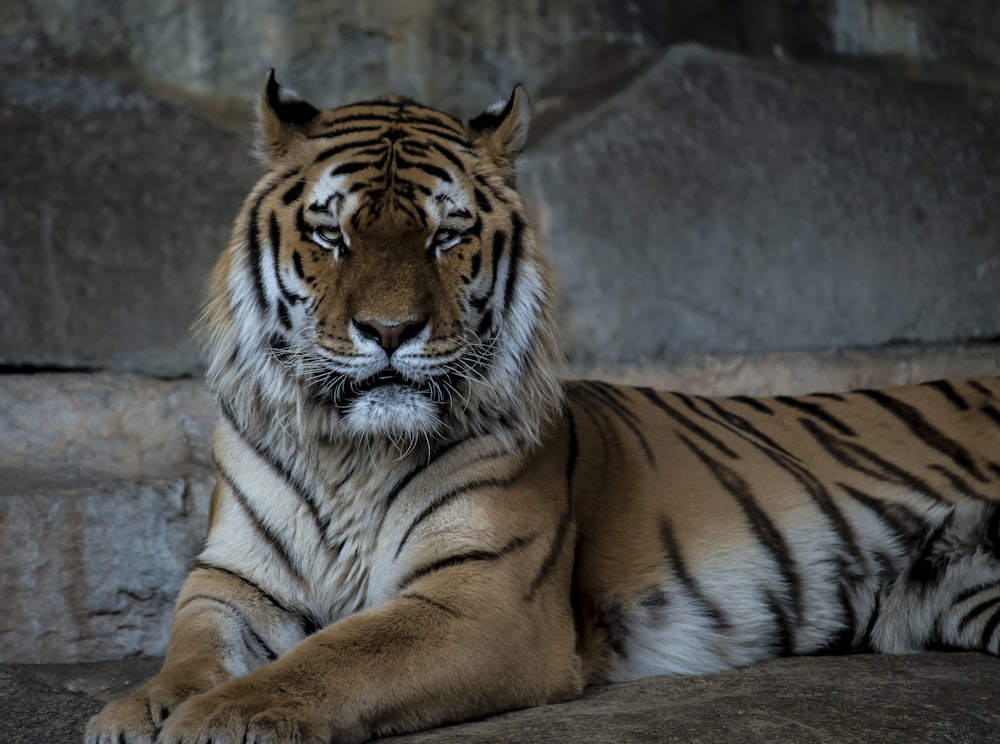 Tigre de Bengala em solo marrom