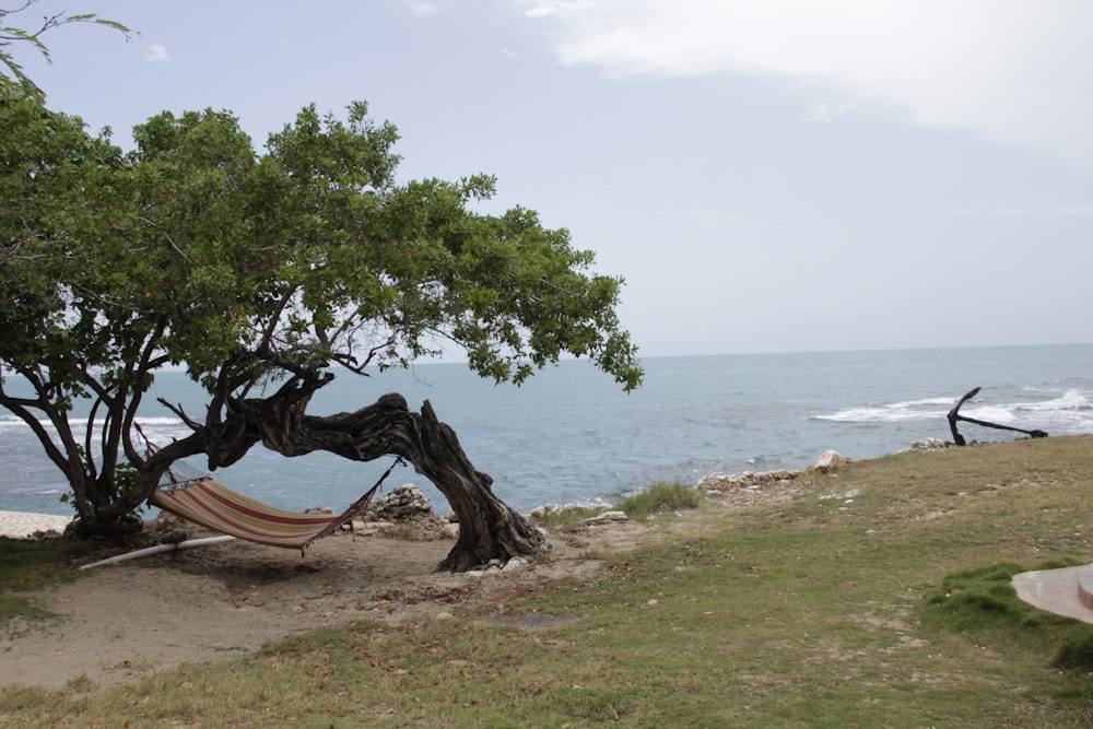 Hamaca marrón que cuelga de los árboles cerca de la orilla del mar durante el día