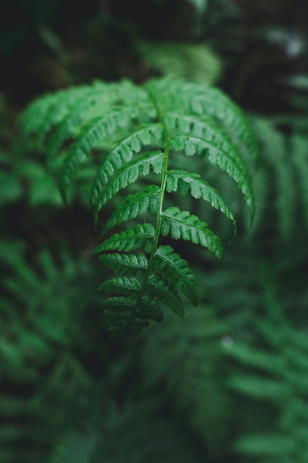 selective macro photography of green fern