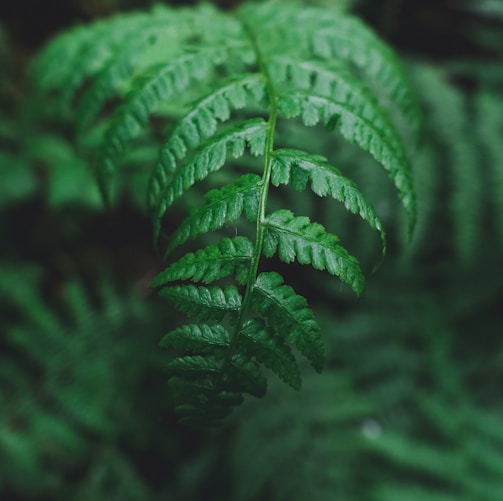 selective macro photography of green fern