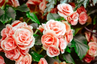 pink flowers with green leaves