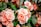 pink flowers with green leaves