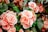 pink flowers with green leaves
