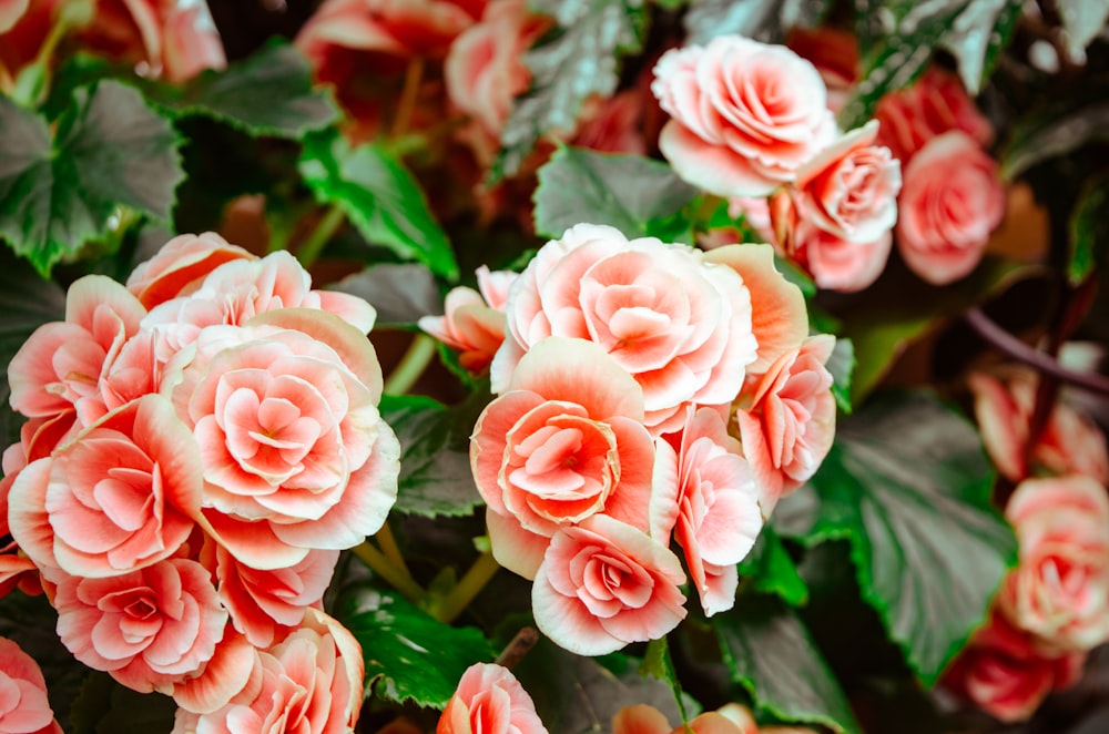 pink flowers with green leaves