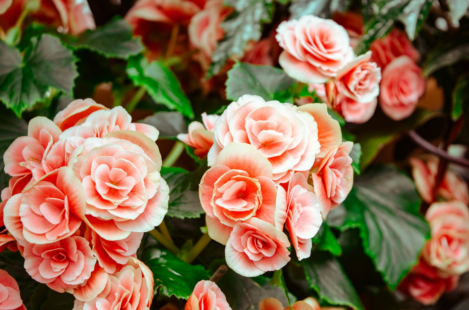 pink flowers with green leaves