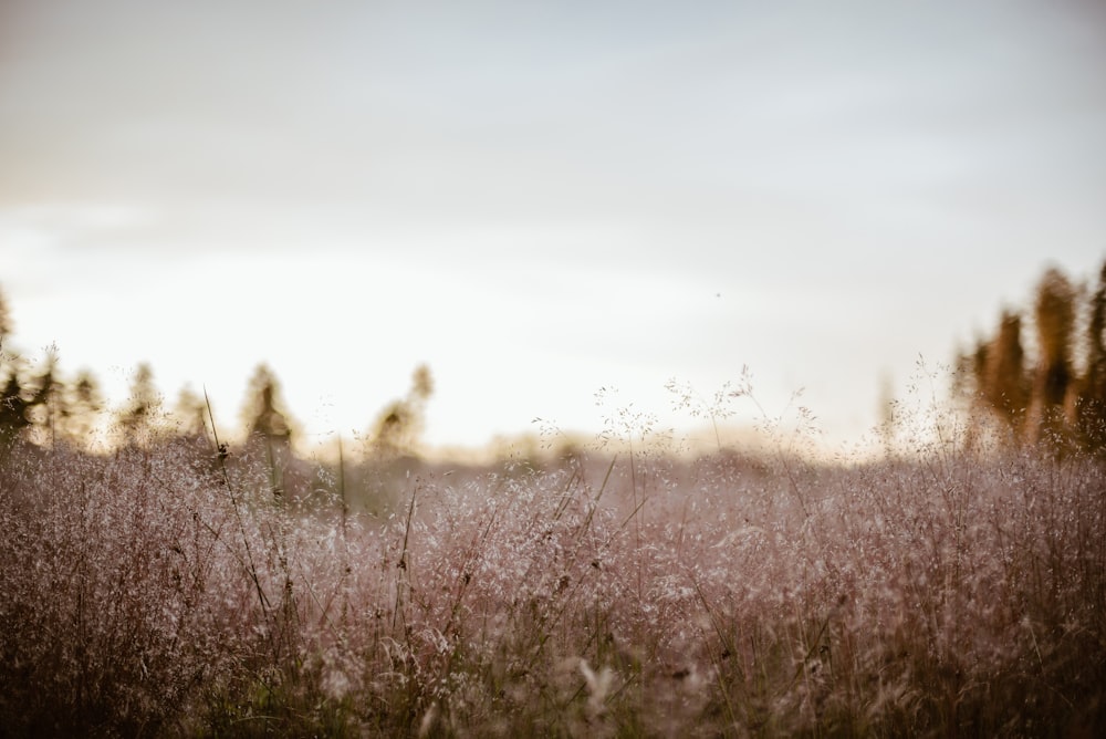 Fotografia de foco raso do campo de flores brancas durante o pôr do sol