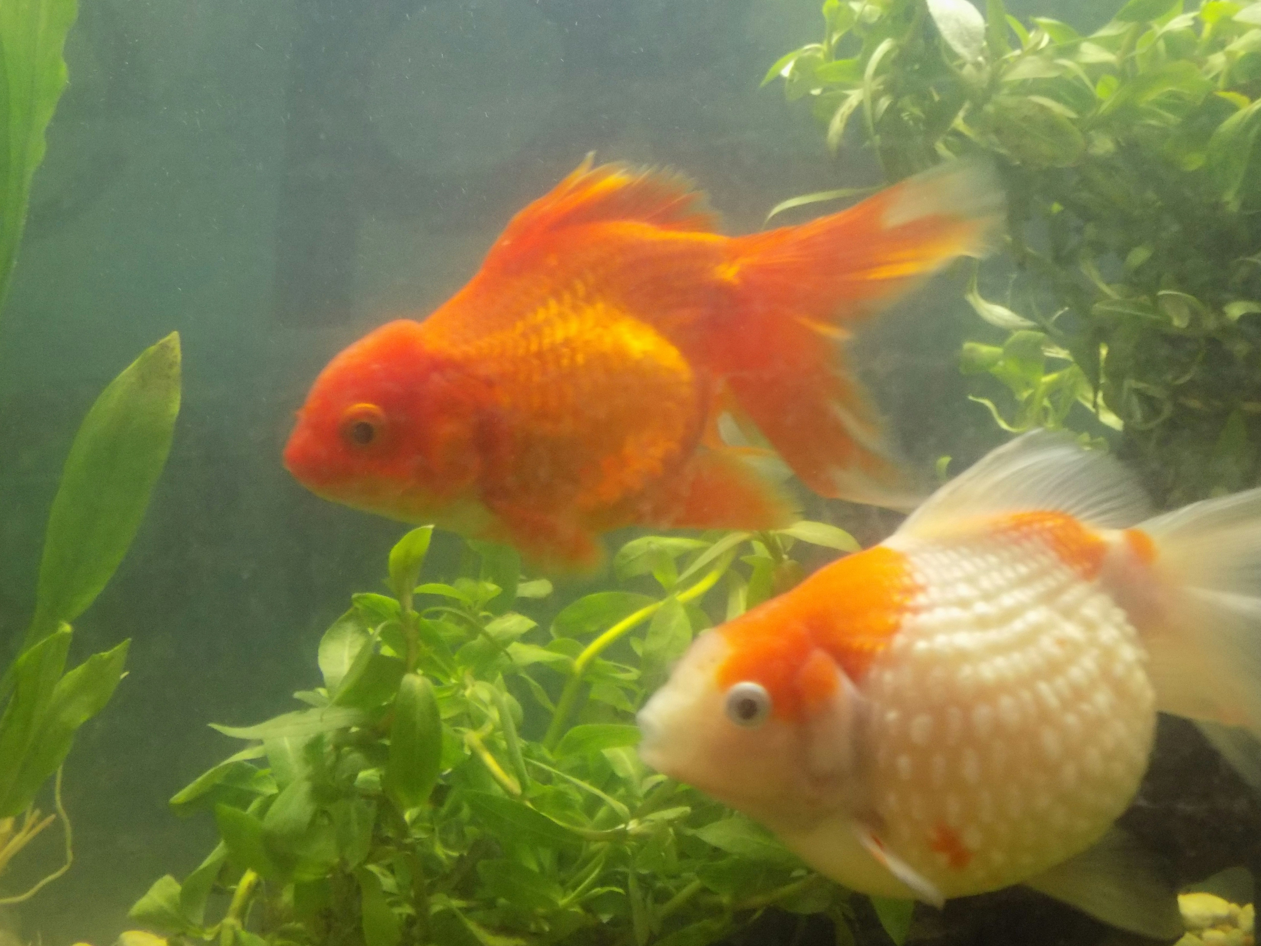 The Best Aquarium Plants for Goldfish: Safe, Hardy, and Beautiful Options
