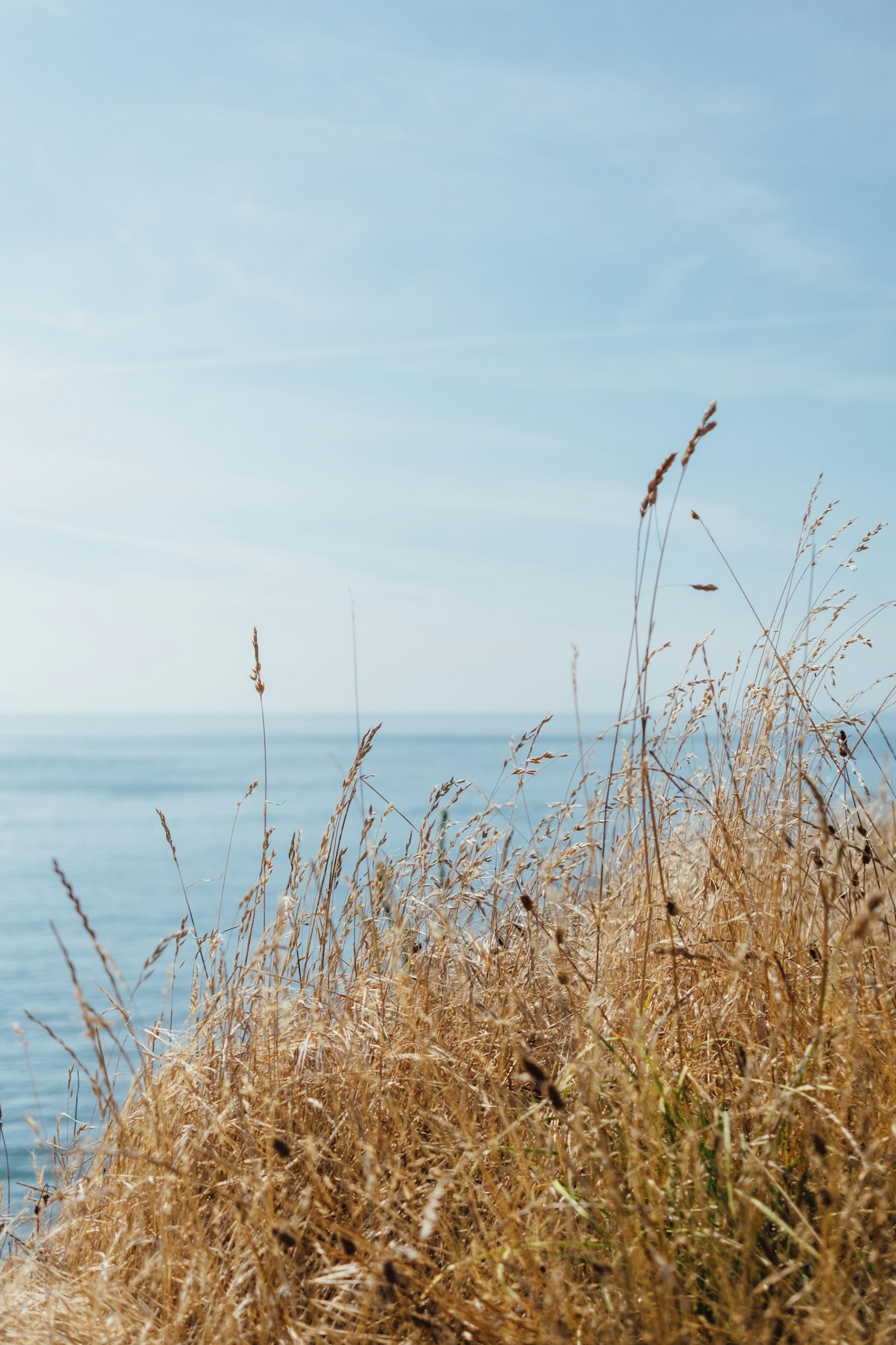 Fujifilm X-T1 + Fujifilm XF 27mm F2.8 sample photo. Brown wheat plants photography