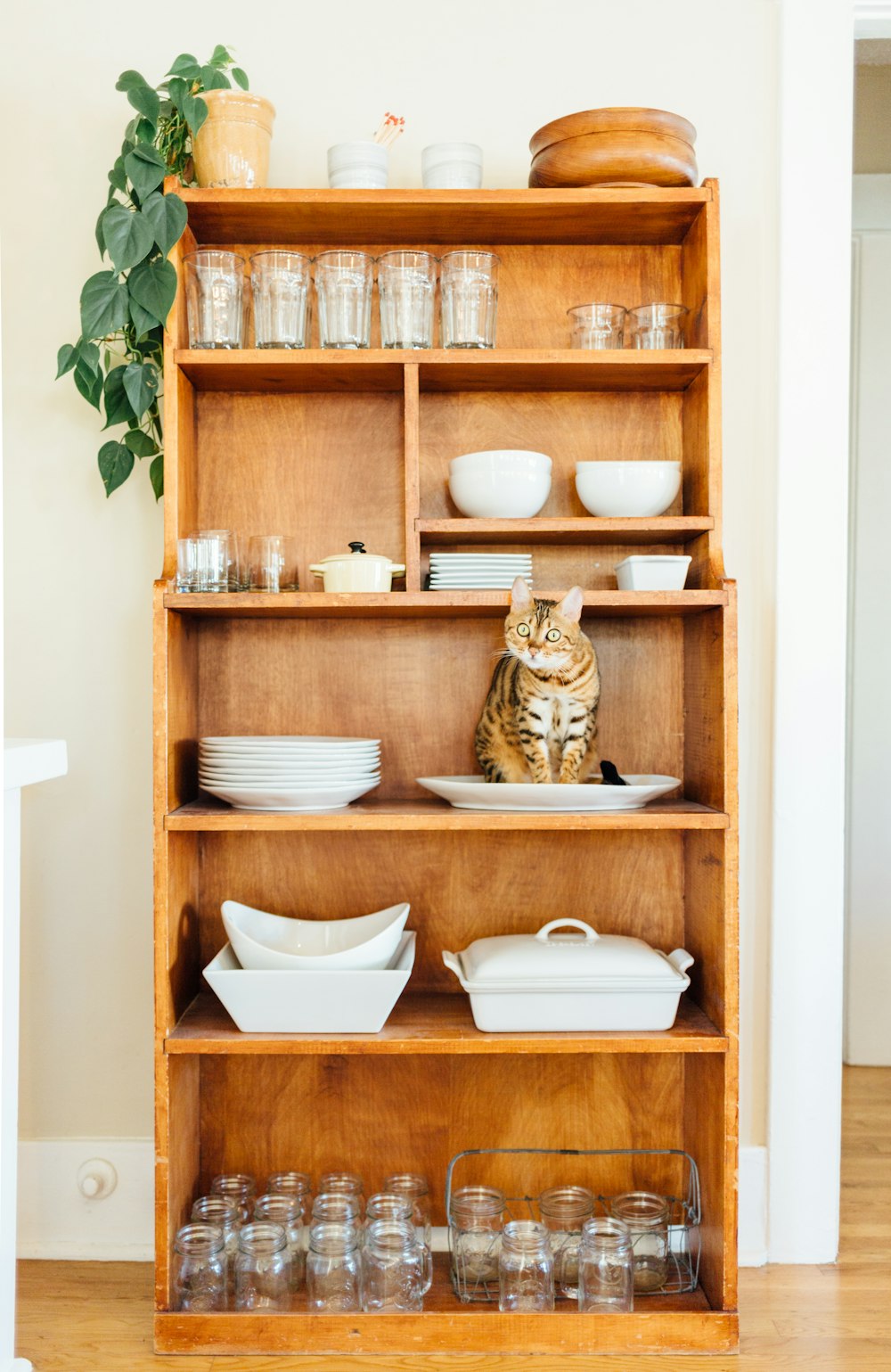 Grau getigerte Katze auf braunen Holzregalen mit Besteck im Haus