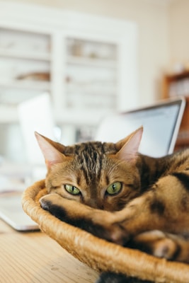 A tabby cat with striking green eyes is comfortably nestled in a woven basket on a wooden surface. The background contains blurred objects, possibly books or shelves, and electronic devices that suggest a cozy home or office environment.