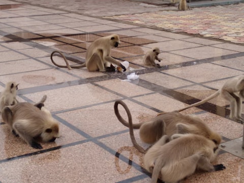 A group of monkeys is interacting on a tiled surface, with varied behaviors such as playing and exploring. The area appears to be an outdoor setting with evenly spaced, square tiles. There are both adult and young monkeys, with one of the young ones appearing to examine something on the ground.