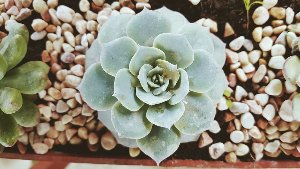Euphorbia pachypodioides