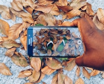 black Samsung Galaxy smartphone taking photo of green flip flops with dried leaves