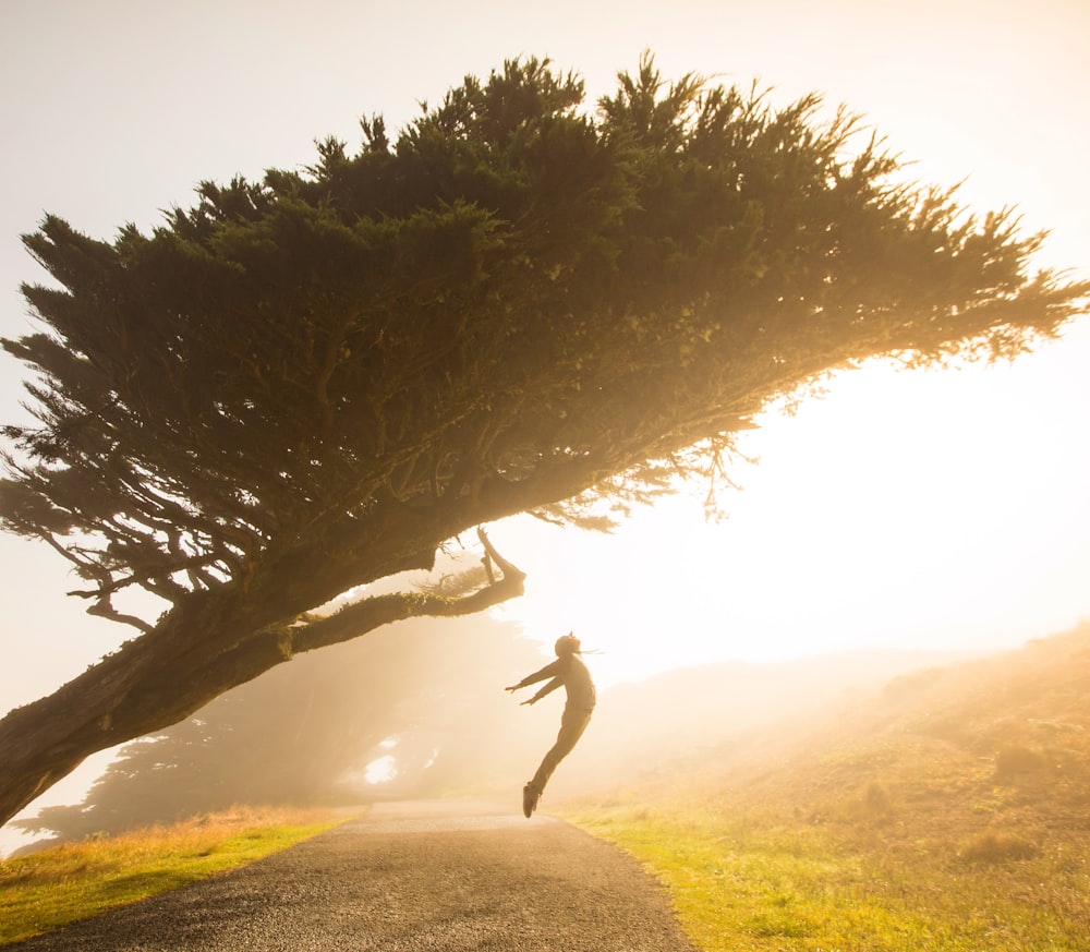 silhouette of person jumping under tree