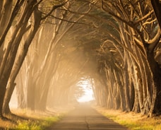 empty street in between of tall trees during golden hour