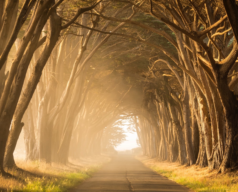 rue vide entre de grands arbres pendant l’heure dorée