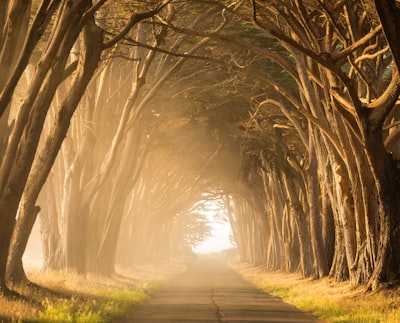 empty street in between of tall trees during golden hour path teams background