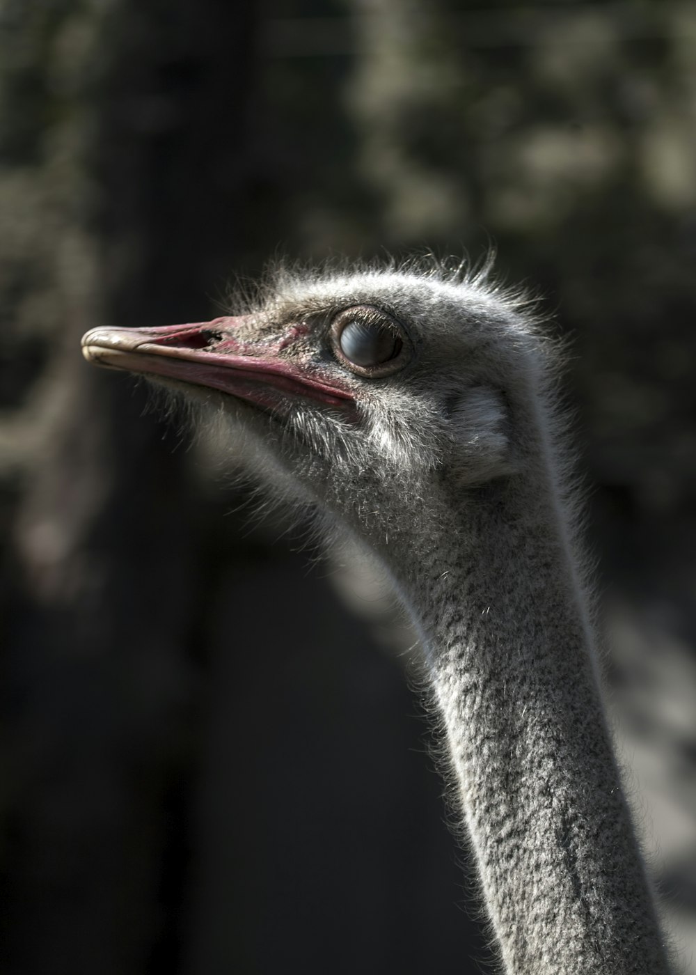 ostrich head