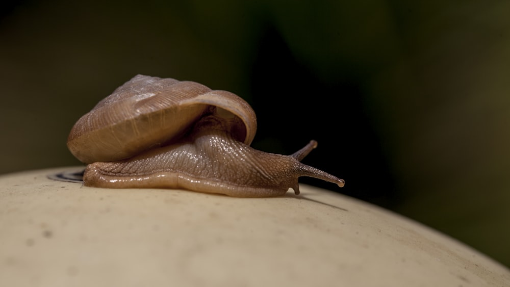 selective focus photography of brown snail