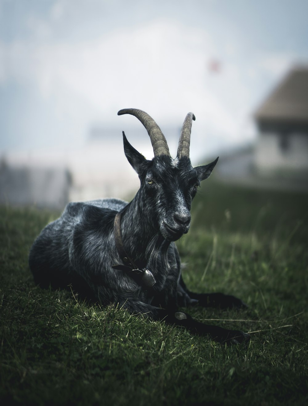 Selektive Fokusfotografie einer schwarzen Ziege, die tagsüber im Gras liegt