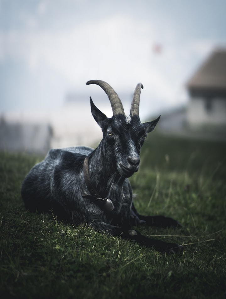 The Secret Goat