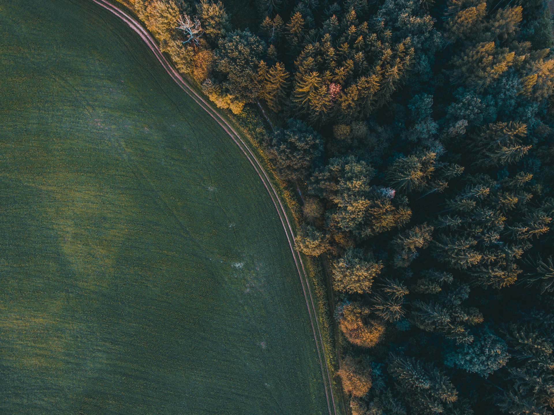 aerial photography of dirt road between forest and grass field during daytime