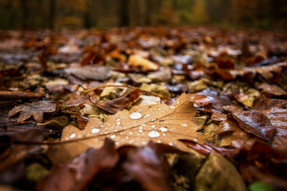 selective focus photography of withered leaves