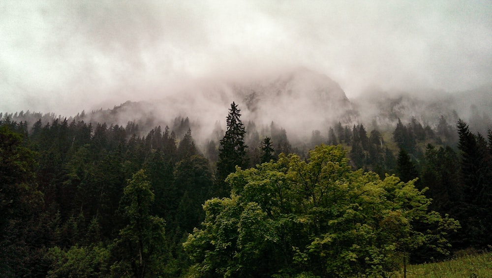 green trees covered with fogs