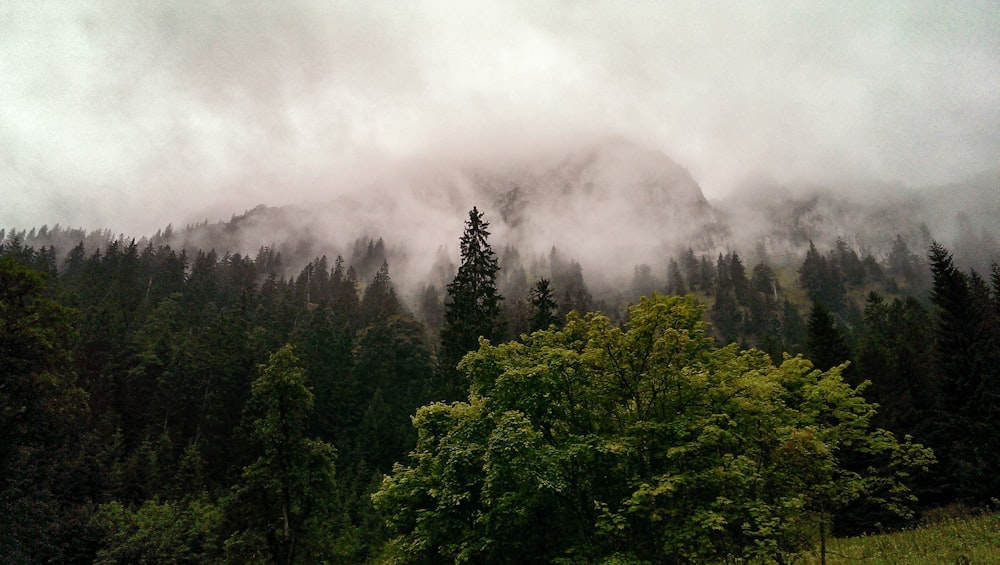 grüne Bäume, die mit Nebel bedeckt sind