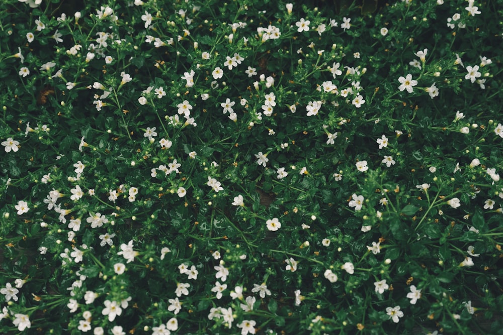 白い花びらの花壇