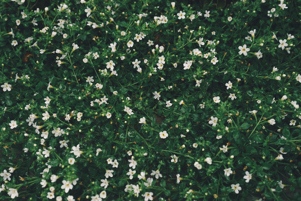 bed of white petaled flowers